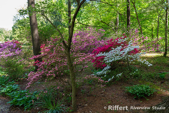 Azalea Path-9
