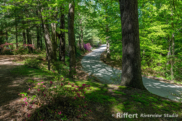 Azalea Path-8