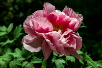 Azalea Path-10