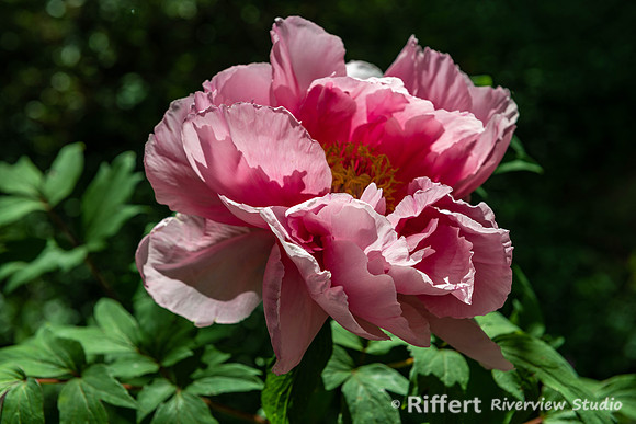 Azalea Path-10