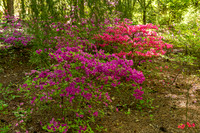 Azalea Path-11