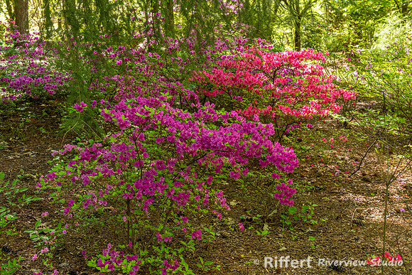 Azalea Path-11