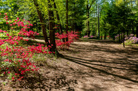 Azalea Path-12