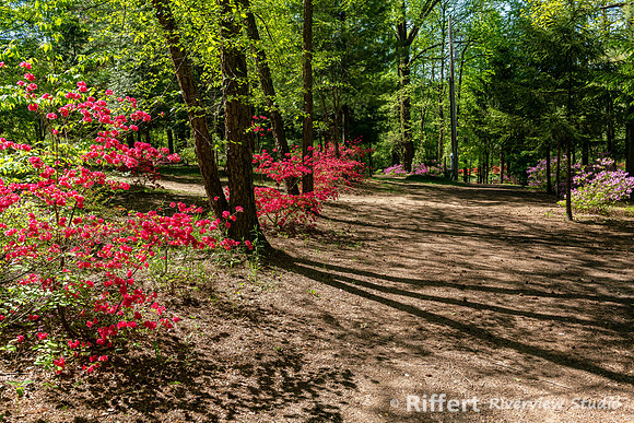 Azalea Path-12