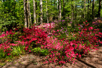 Azalea Path-13