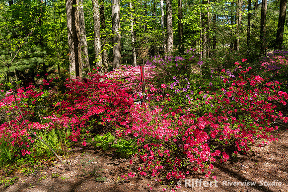 Azalea Path-13