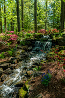 Azalea Path-16