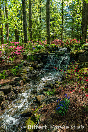 Azalea Path-16