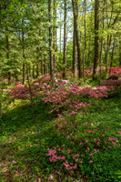 Azalea Path-15