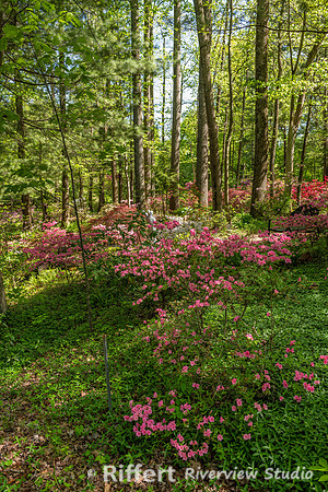 Azalea Path-15
