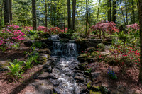 Azalea Path-17