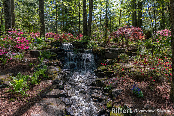 Azalea Path-17