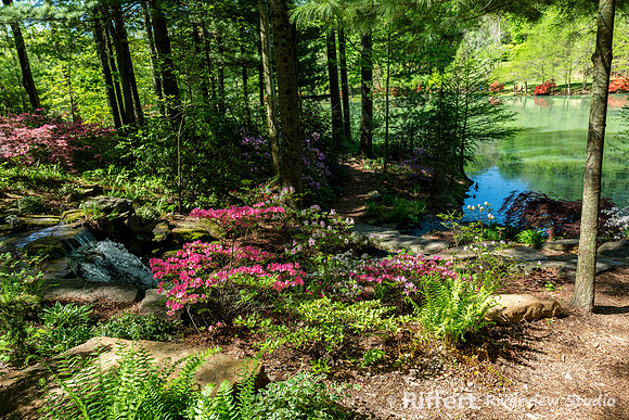 Azalea Path-19