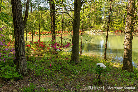 Azalea Path-22