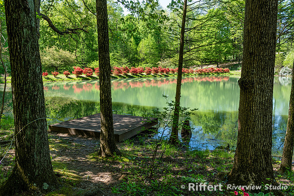 Azalea Path-23