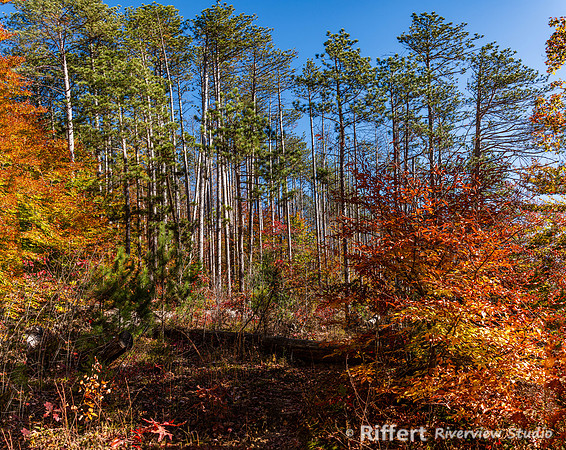 Brown County State Park-13