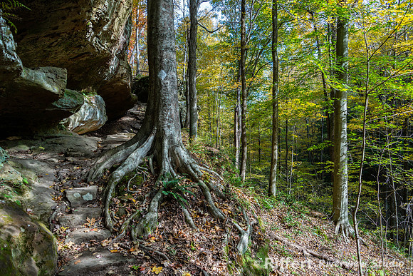 Hemlock Cliffs Trail - Hoosier Natl Forest-19