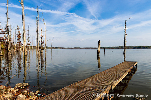 Dead Trees