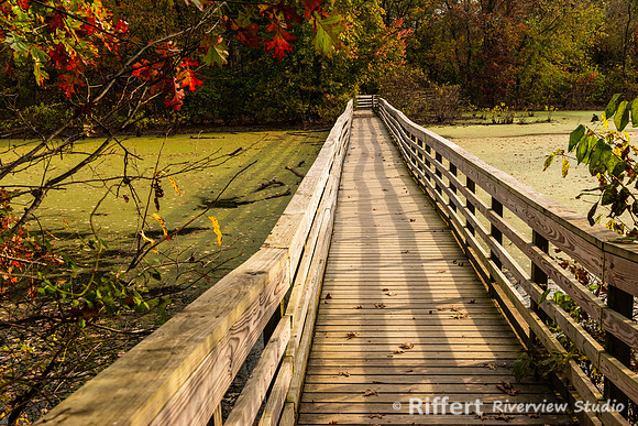 Wetland Swamp
