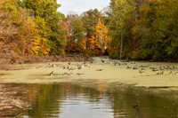 Howell Wetlands-2