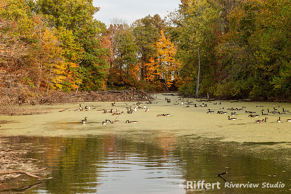 Howell Wetlands-2