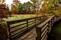 Wetland Swamp-2