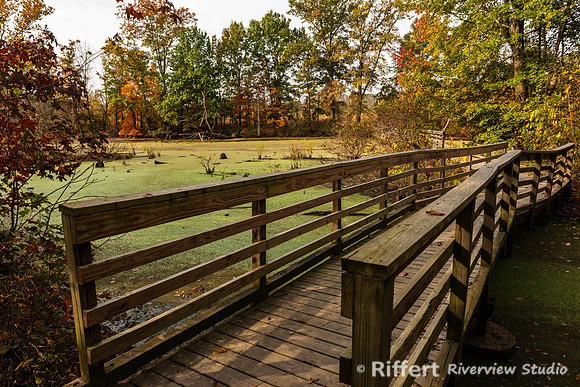 Wetland Swamp-2