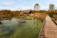 Howell Wetlands-6
