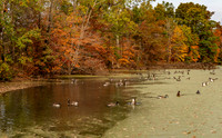 Howell Wetlands-5