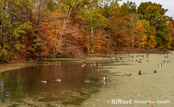 Howell Wetlands-5