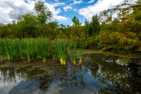 Howell Wetlands-14