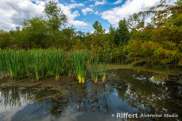 Howell Wetlands-14
