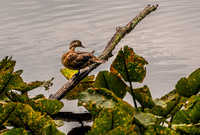 Lincoln State Park - Trail 1-4