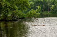 Lincoln State Park - Trail 1-7