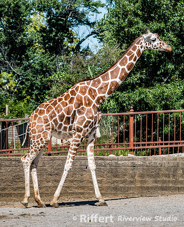 Mesker Park Zoo-3