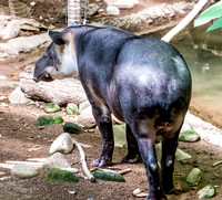 Mesker Park Zoo-2