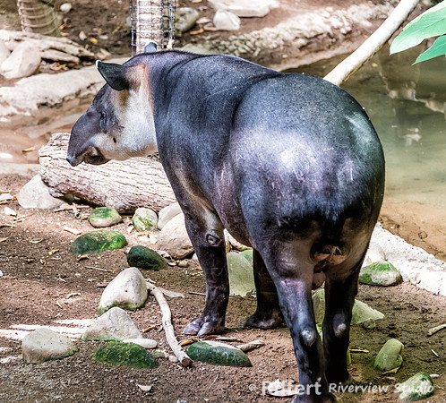Mesker Park Zoo-2