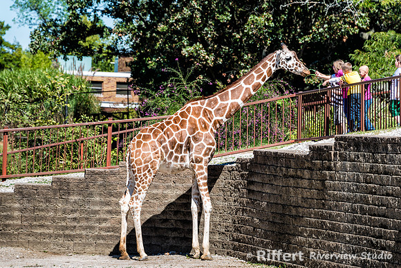 Mesker Park Zoo-4