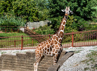 Mesker Park Zoo-5