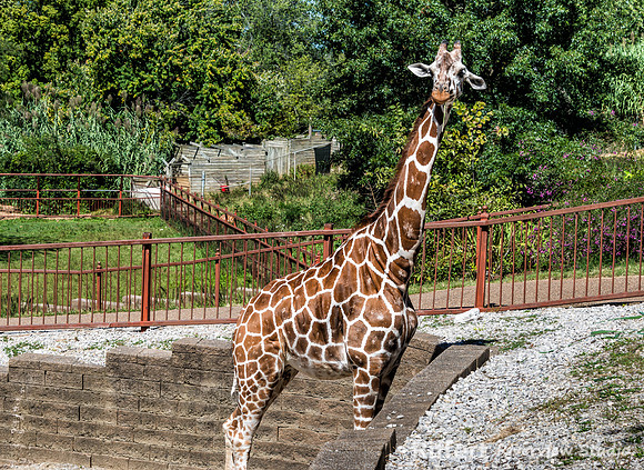 Mesker Park Zoo-5