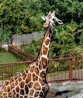 Mesker Park Zoo-6