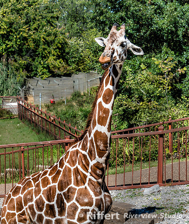 Mesker Park Zoo-6