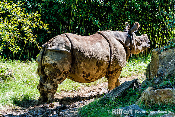 Mesker Park Zoo-7