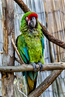 Mesker Park Zoo-8