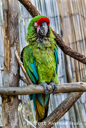 Mesker Park Zoo-8