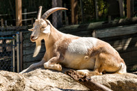 Mesker Park Zoo-10