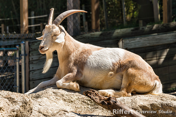 Mesker Park Zoo-10