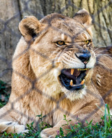 Mesker Park Zoo-11