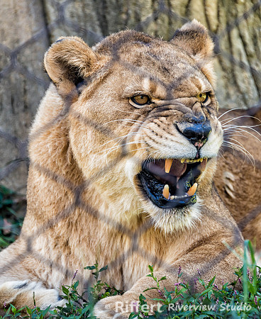 Mesker Park Zoo-11