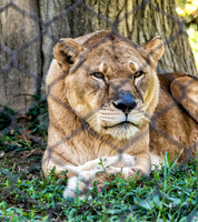 Mesker Park Zoo-12